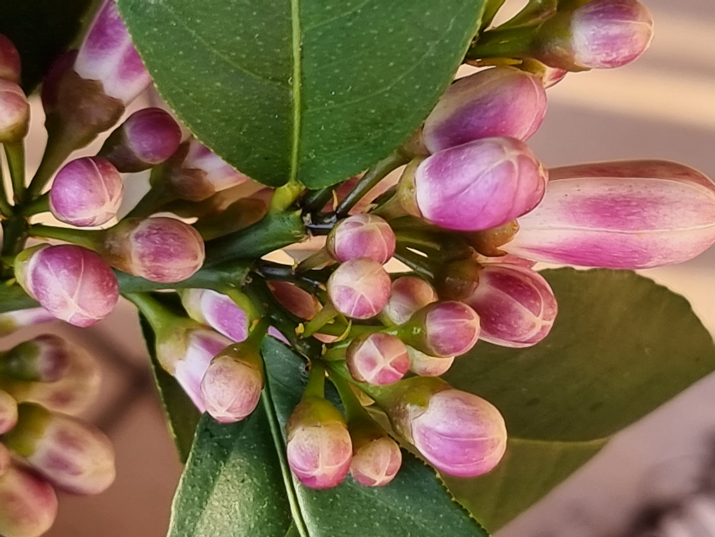 Citrus bloom - buds