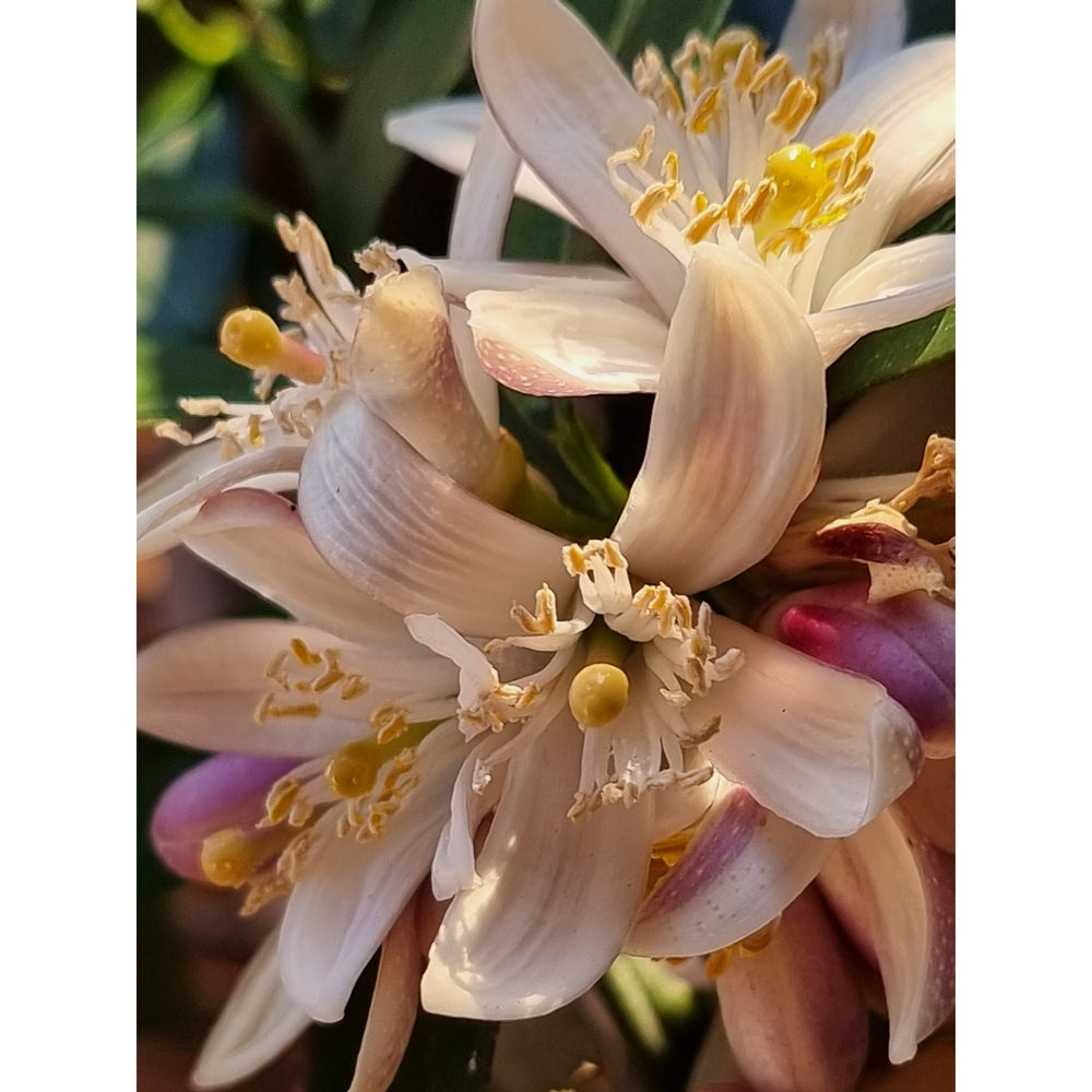 Citrus bloom: close-up photographic print