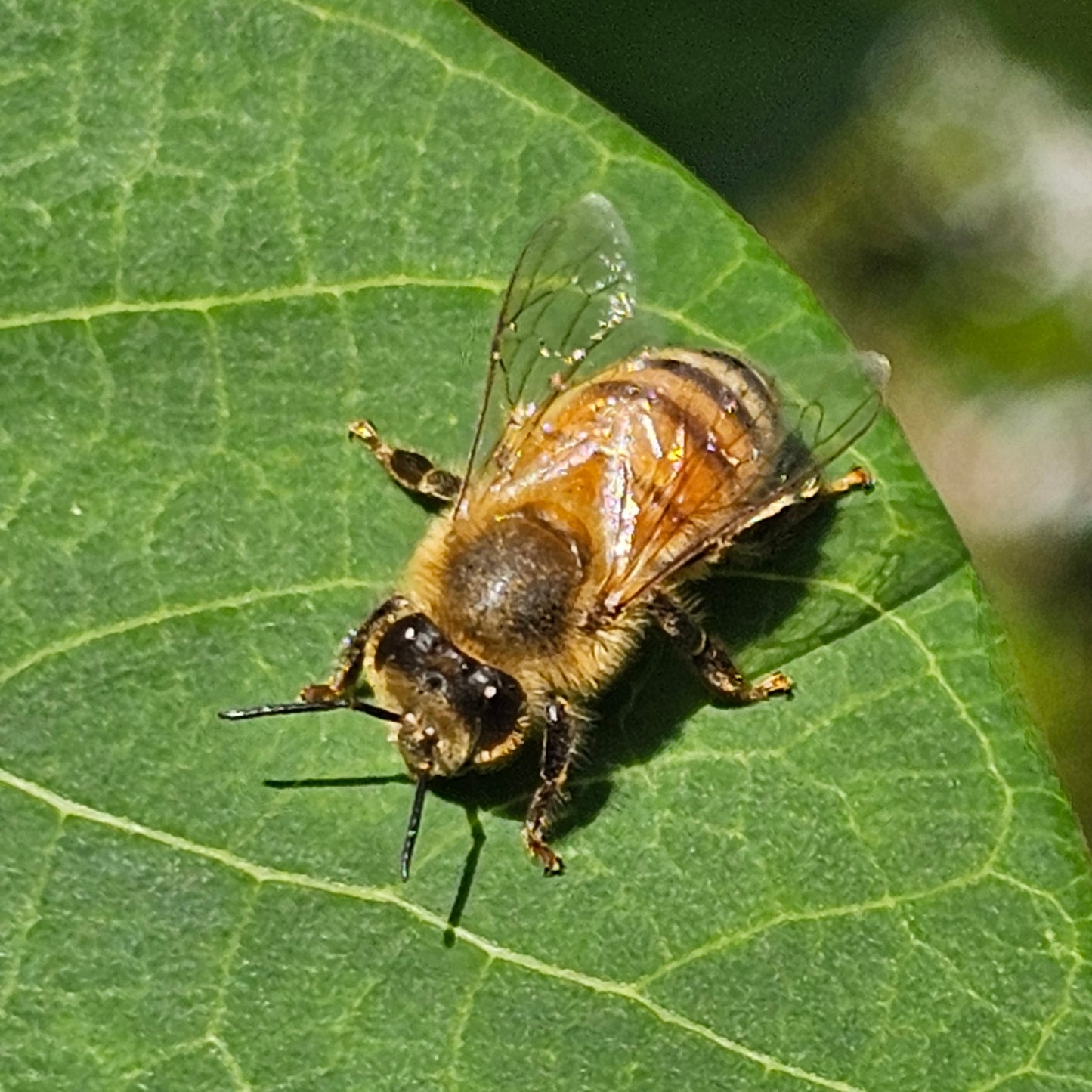 Bee Present - photographic print