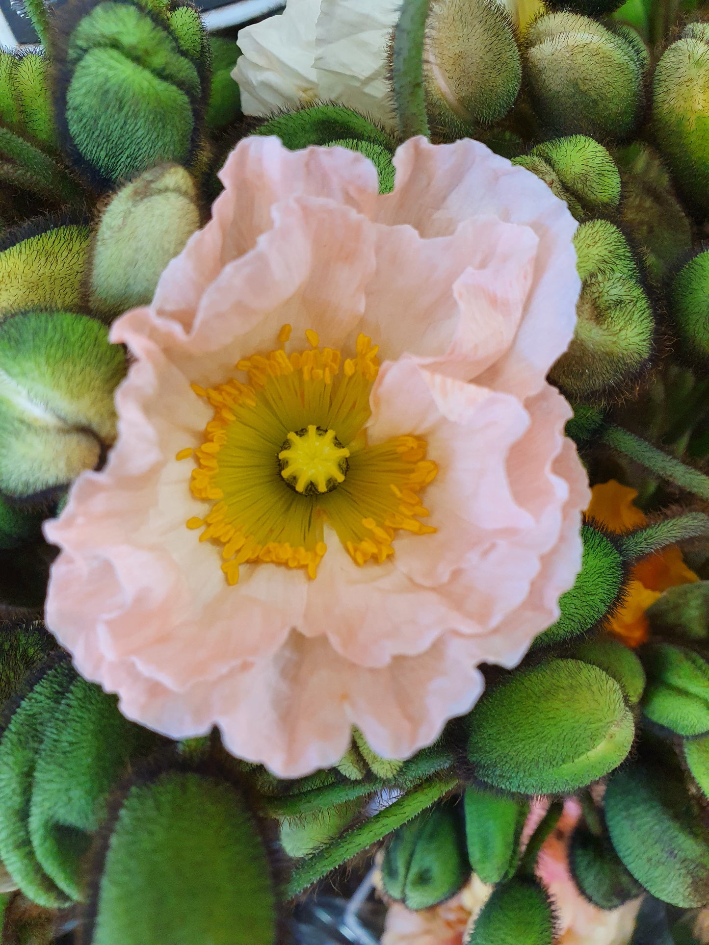 Pastel Poppy- photographic print