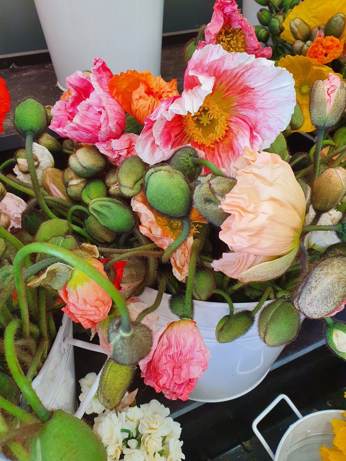 Poppy Tangle - photographic print