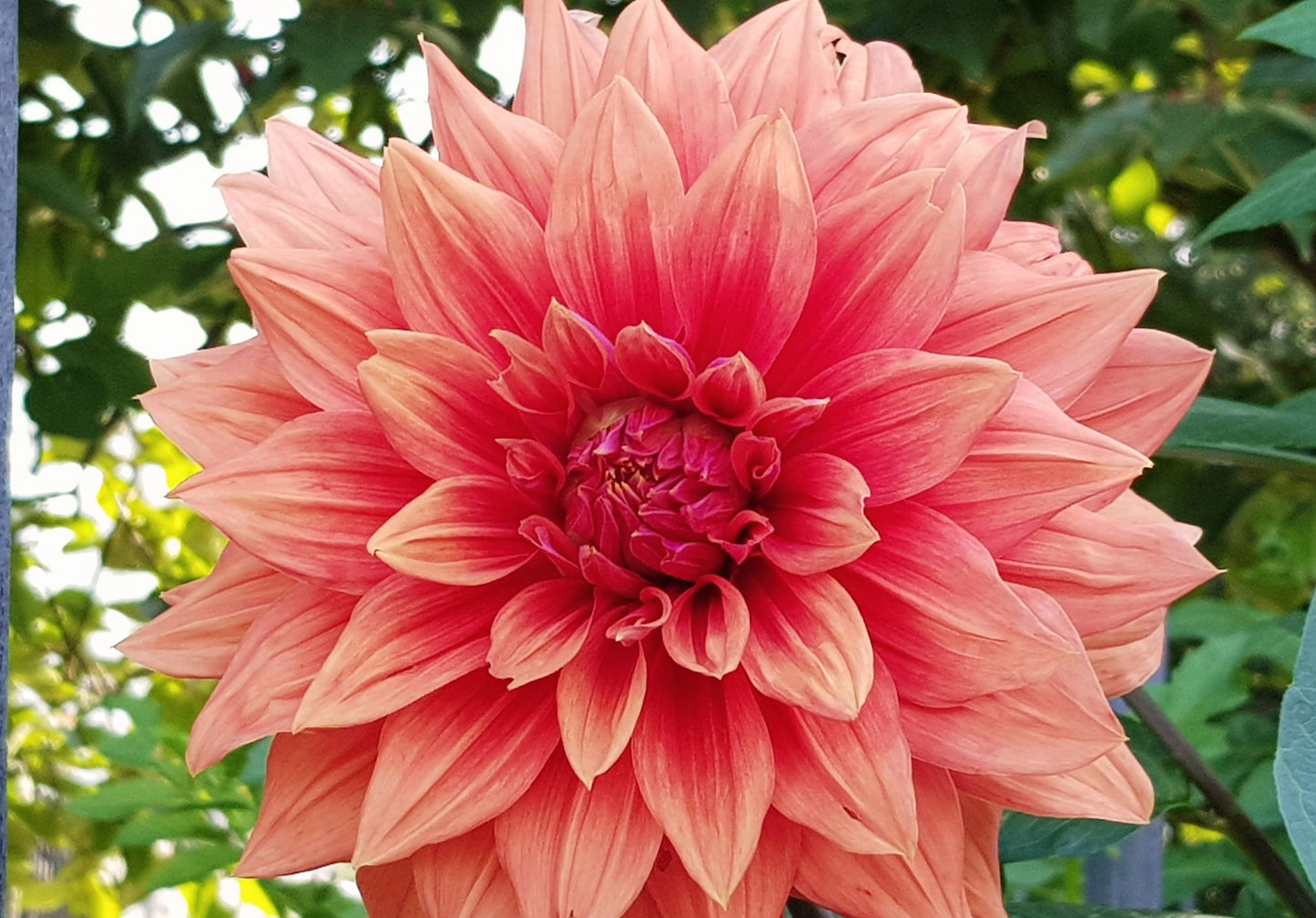 Blooms fine art photographic prints