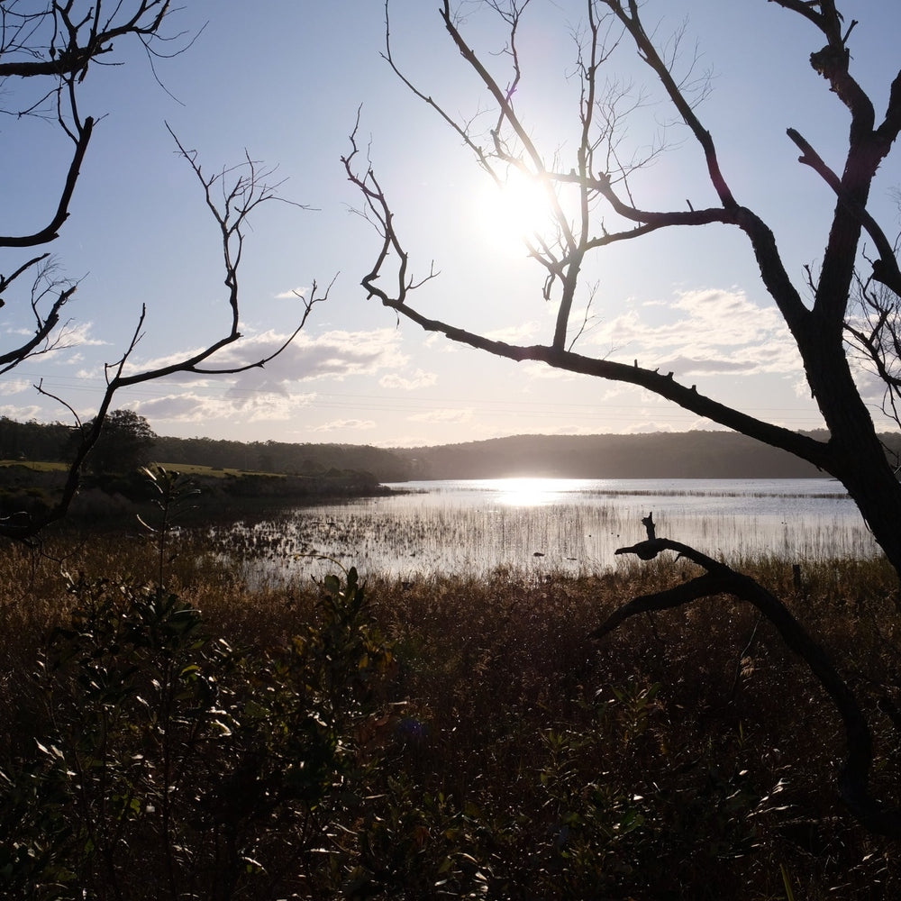 BT12 Bermagui River, grasses on the inlet. 2