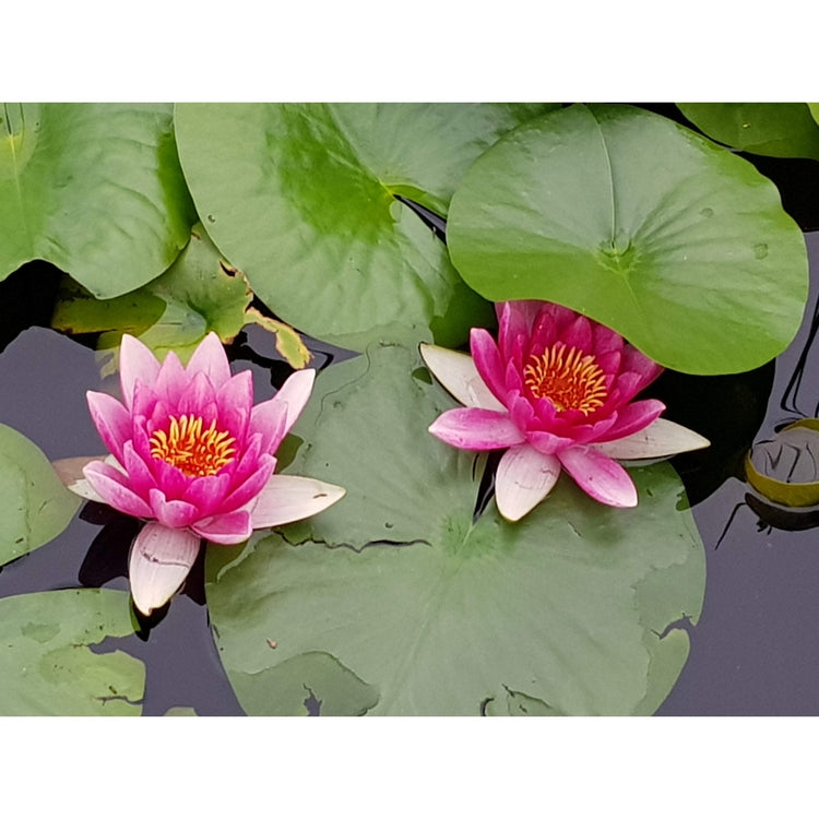 Blooms and Solitude
