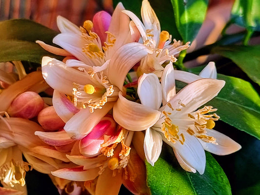Citrus bloom-spray. Photographic print