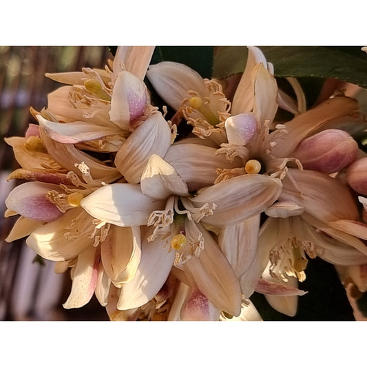 Citrus blooms-golden light photographic print
