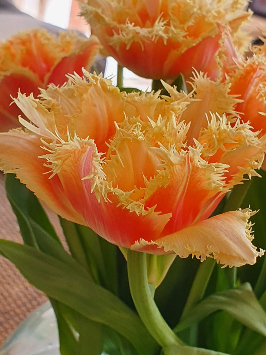 Parrot Tulip - photographic print