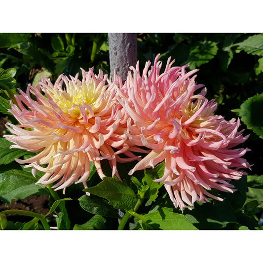 Pink splash: Dahlia -photographic print
