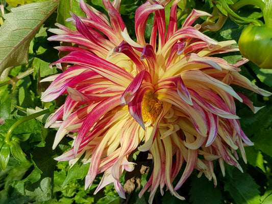 Sunset bloom. Dahlia - photographic print