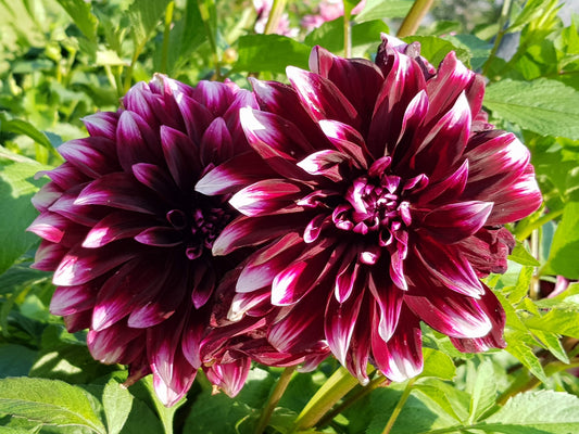 Merlot Stain: Dahlia - photographic print