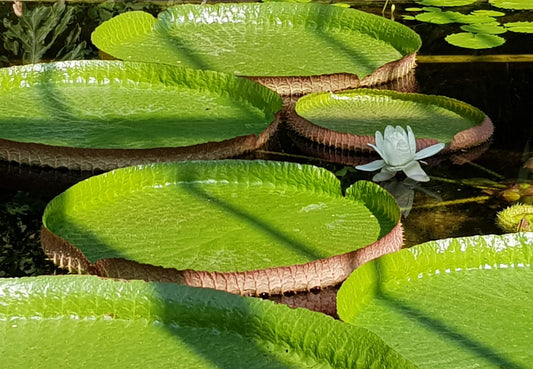 The Lily Pad
