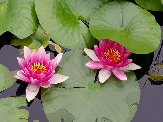 BT1 Water lilies of Verbania, Italy