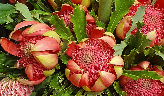 Beautiful Waratah-photographic print